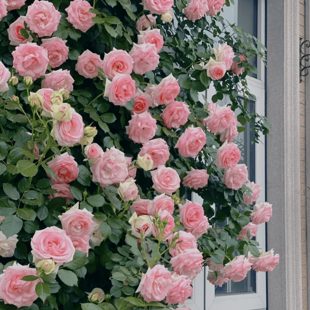 ClimbRose – Graines de rosiers grimpants colorés | Peuvent être plantées toute l'année