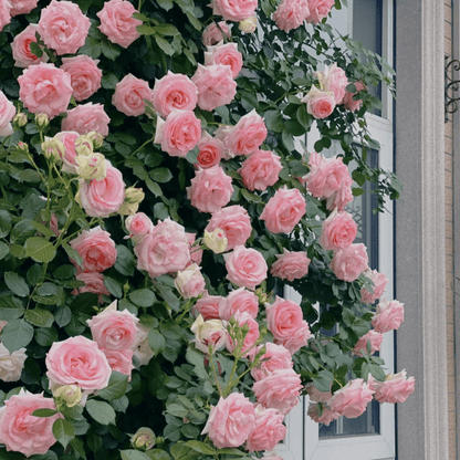 ClimbRose – Graines de rosiers grimpants colorés | Peuvent être plantées toute l'année