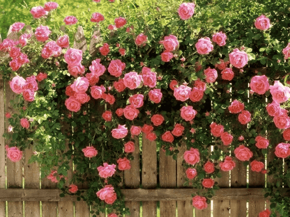 ClimbRose – Graines de rosiers grimpants colorés | Peuvent être plantées toute l'année