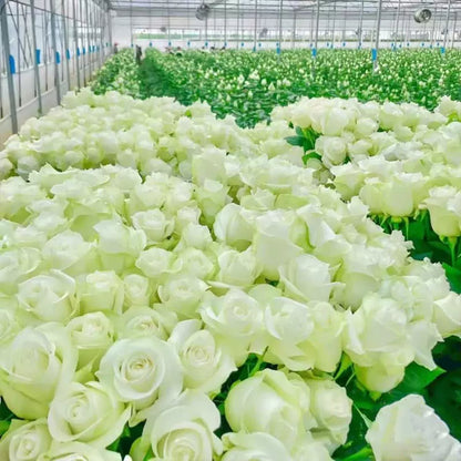 ClimbRose – Graines de rosiers grimpants colorés | Peuvent être plantées toute l'année