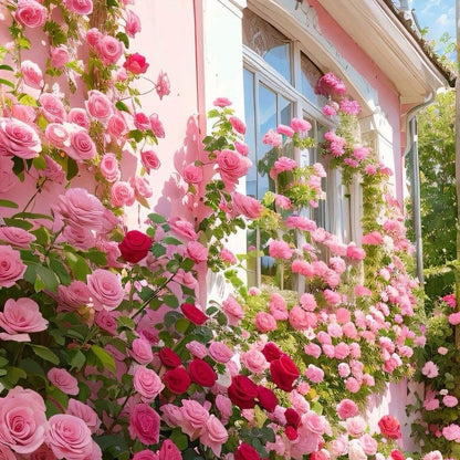 ClimbRose – Graines de rosiers grimpants colorés | Peuvent être plantées toute l'année