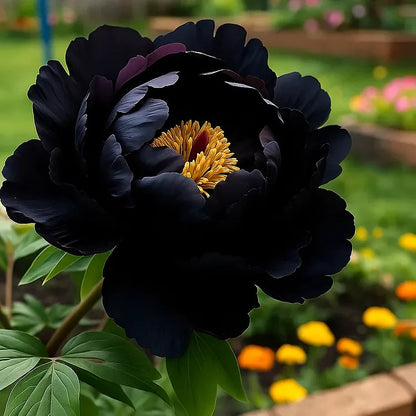 FloraPeony – Plants Pivoines Vivaces Très Grandes Fleurs Bouquets