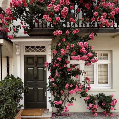 ClimbRose – Graines de rosiers grimpants colorés | Peuvent être plantées toute l'année
