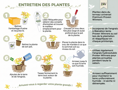 ClimbRose – Graines de rosiers grimpants colorés | Peuvent être plantées toute l'année