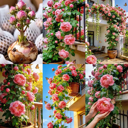 FloraPeony – Plants Pivoines Vivaces Très Grandes Fleurs Bouquets
