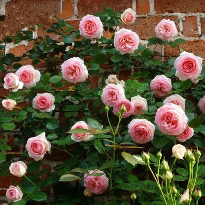 ClimbRose – Graines de rosiers grimpants colorés | Peuvent être plantées toute l'année