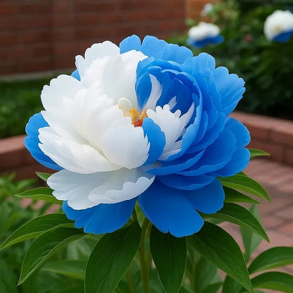 FloraPeony – Plants Pivoines Vivaces Très Grandes Fleurs Bouquets