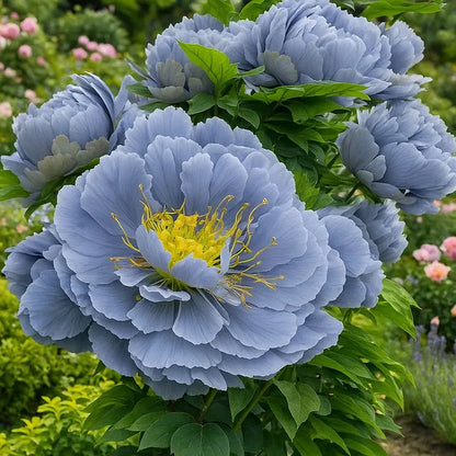 FloraPeony – Plants Pivoines Vivaces Très Grandes Fleurs Bouquets